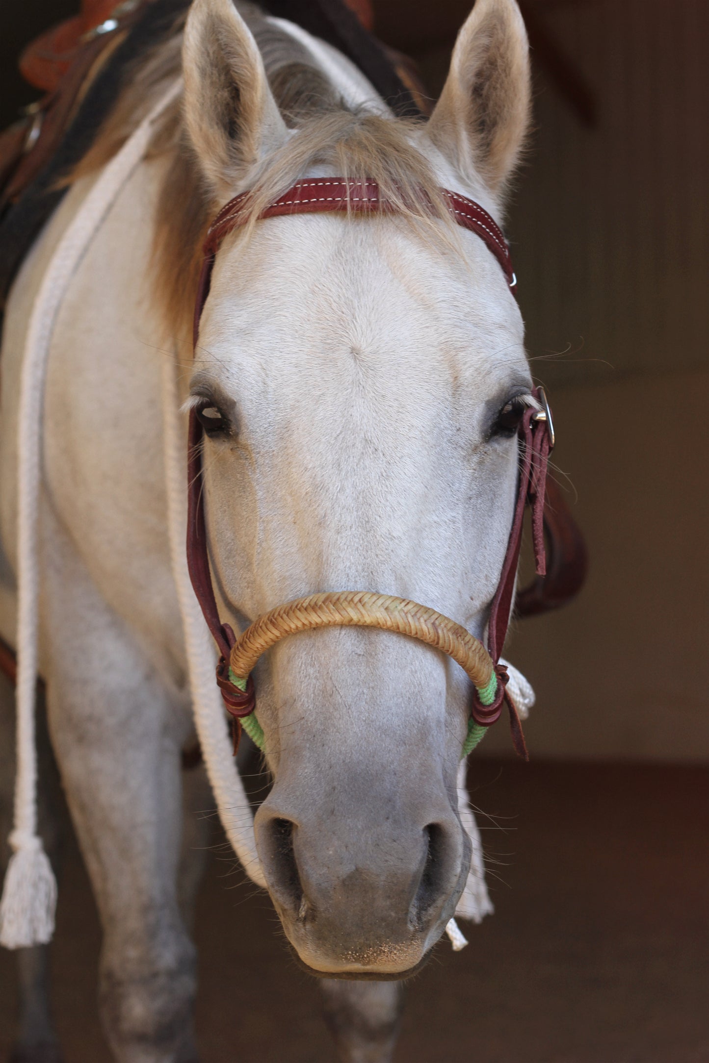 Loping Hackamore