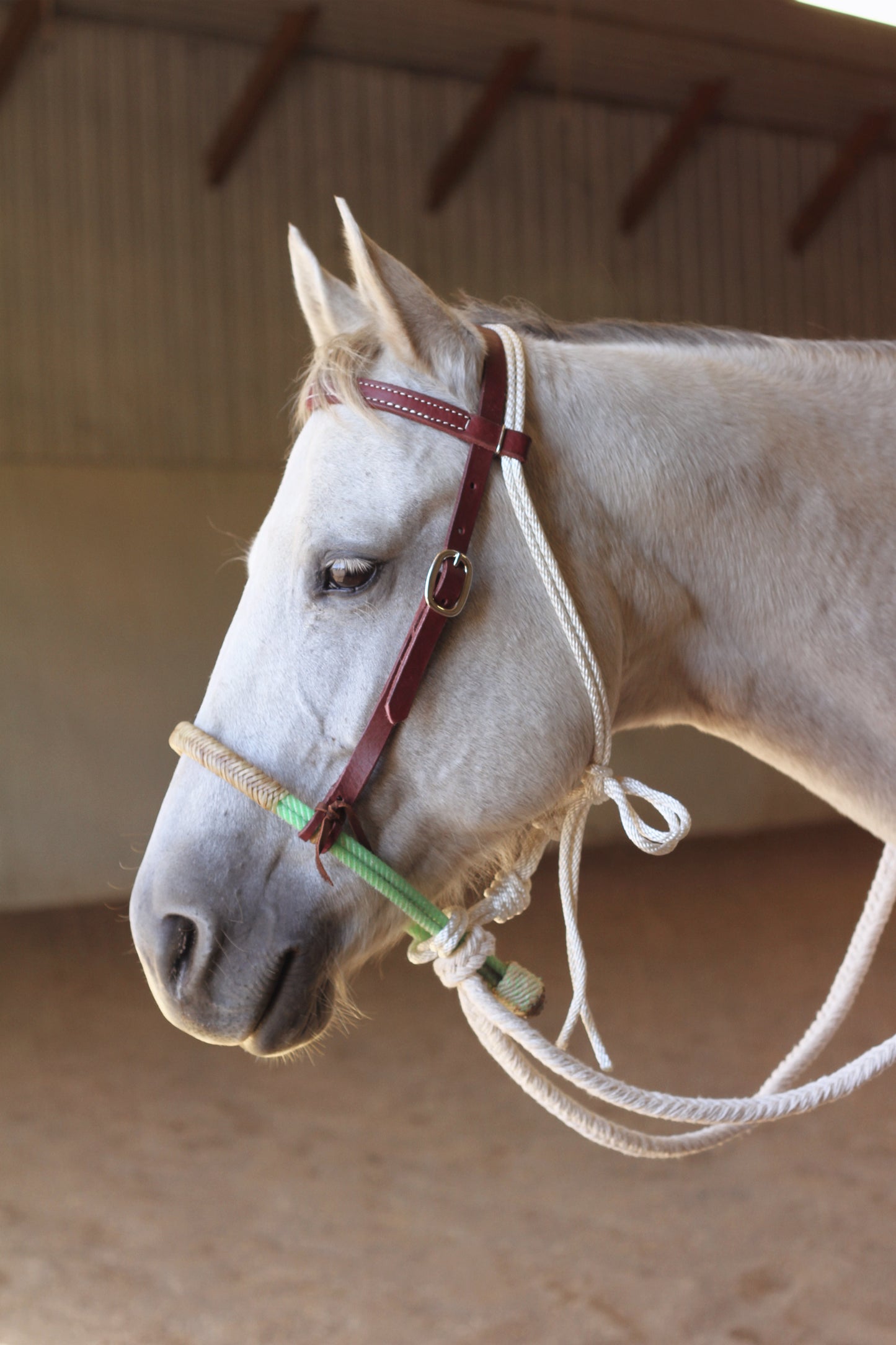 Loping Hackamore